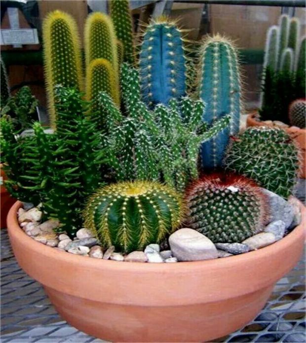 bd875bc119a180539f19d792cc8e7bed--types-of-cactus-types-of-succulents